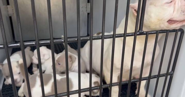 Colorado couple arrested after children, dozens of animals found in deplorable conditions in Commerce City