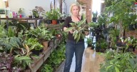 35% tariffs on Canadian products force local flower shop to make difficult choices