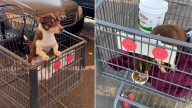 Arizona Shoppers Find Puppy In A Grocery Cart, Then The Real Story Emerges