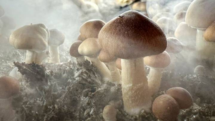 Have you participated in a psilocybin retreat? We want to hear from you