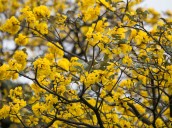 Cúcuta se viste de amarillo: el espectáculo natural de los cañaguates florecidos