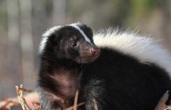 What Works Best For Skunk Smell: Tips From Experts