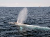 Why have blue whales stopped singing? The mystery worrying scientists
