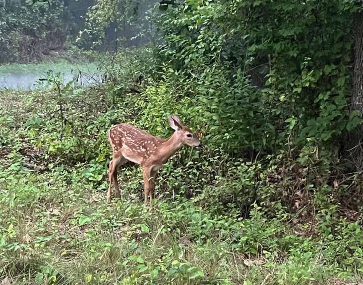 Missouri Dept. of Conservation reminds public that feeding deer in CWD zones is illegal