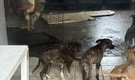 Photos:17 Dogs Rescued From Georgia Home