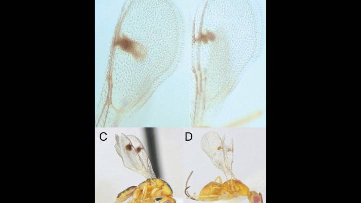 Scientists Discover New Parasitic Wasps Invading the U.S.