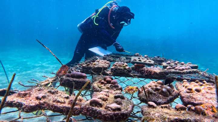 Supercorales de las Galápagos contraatacan… y podrían salvar un arrecife, una costa y una forma de vida
