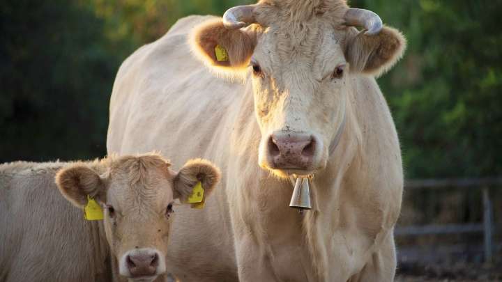 El Gobierno de Castilla-La Mancha ha pagado en lo que va de año más de 6 millones de euros a explotaciones ganaderas en ayudas para bienestar animal