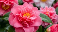 Las tres plantas para sembrar en agosto y que llenarán de color el jardín en verano