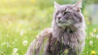 Somerville pets get paw-litical in 'Bike Path Mayor' race