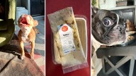The Farmer's Dog deal: Personalized, fresh dog food for 50% off