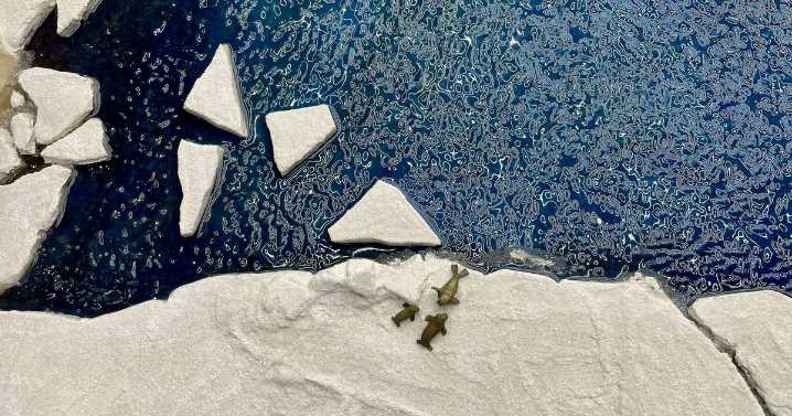 Why Is Arctic Ice Melting More Slowly During Climate Change?