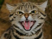 Ni león ni tigre, este es el felino "más mortífero de la Tierra"
