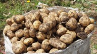 The strange-but-true origin story of the humble potato