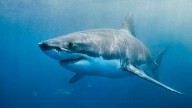 Shark sighting off Ogunquit’s Little Beach prompts warning