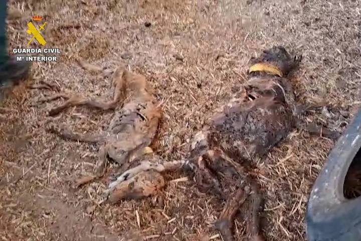 Mueren 32 perros por inanición tras ser abandonados por su propietario sin agua ni comida en una finca de Azuaga (Badajoz)