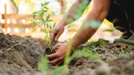 How Late Is Too Late To Plant Tomatoes In Your Garden? Here's The Truth