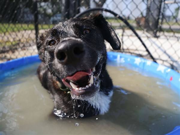 Photo gallery: Best pictures for week ending Aug. 7
