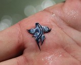 El dragón azul ya está aquí: La Línea reabre la playa que tuvo que cerrar al baño este domingo