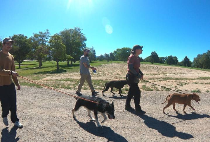 Albuquerque Animal Welfare Department seeking volunteer dog walkers