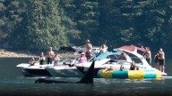 ‘Quite the show’: Video shows orcas getting up close with B.C. boaters