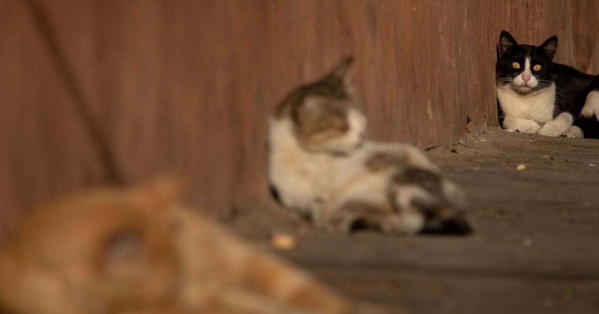Policía de CDMX salva a gatita atrapada en un árbol