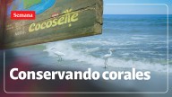 SOS por los corales del Caribe colombiano: así avanza la cruzada que lidera el sector privado para protegerlos