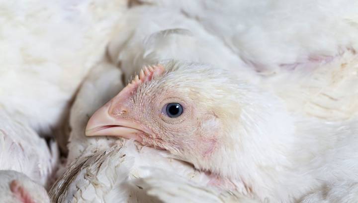 How Much Does It Cost To Save A Chicken 100 Hours Of Pain? Just One Dollar, Finds New Study