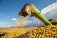 Boom de soja al mundo. Agosto se encamina a marcar un récord exportador de todos los registros para este mes