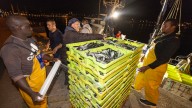España consigue 1.500 toneladas de sardina en Portugal para estirar la campaña en el noroeste