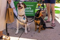 Dog Day of Summer returns to Manayunk with paws, pints and plenty of fun