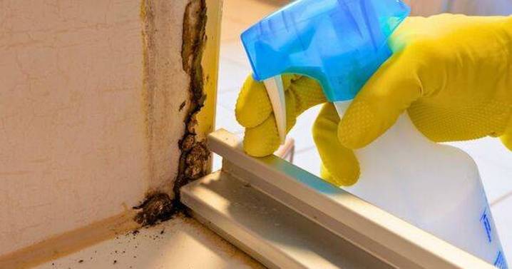 I'm a cleaning expert and a brilliant product will remove mould from walls