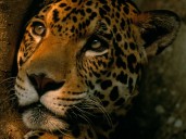 Jaguar sigue en peligro de extinción pese a aumento poblacional en México