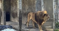 Oregon zoo owner indicted on more than 300 animal neglect charges
