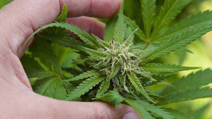 Amid Sharp Increase in Cannabis Poisonings, Trump Admin Could Soon Reclassify Marijuana