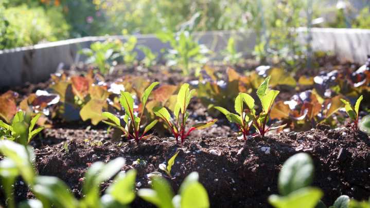 The Common Mistake To Avoid When Using Coffee Grounds As Fertilizer In The Garden
