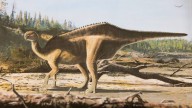 New dinosaur species with striking sail