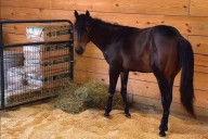 Baby Seven, Viral Horse Born Prematurely, Dies at 18 Months