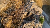 Inundaciones en Texas revelan huellas de dinosaurio de 110 millones de años