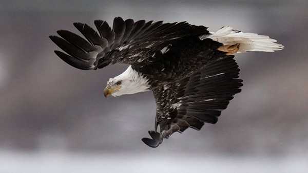 Bald Eagle population on the rise in Kentucky