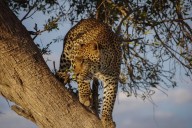 En 2025, más de 6.800 especies animales están en peligro de extinción, revela la UICN