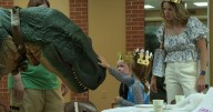 Nonprofits join together for 'Kittens, Crowns and Capes'