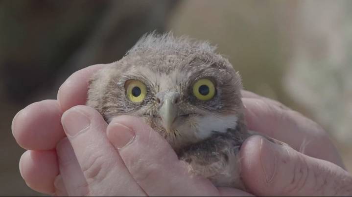 How barrels helped bring burrowing owls from the brink