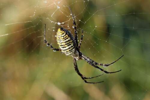 You might not like spiders. But you want them in your garden