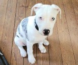 Free pet adoptions at Bradshaw Animal Shelter this Labor Day weekend