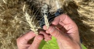 New wheat hybrids are on the horizon and Kansas farmers are the guinea pigs