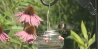Dorothy Pecaut Nature Center hosts pollinator garden Walk