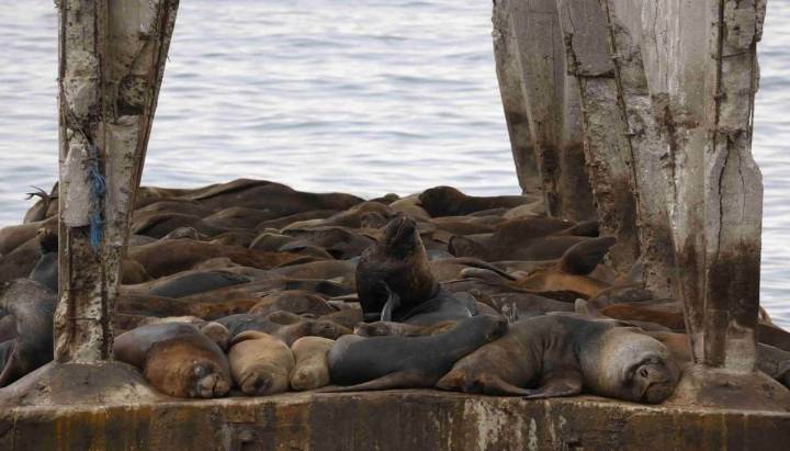 Turista sufre grave mordedura tras intentar interactuar con lobo marino en Valdivia