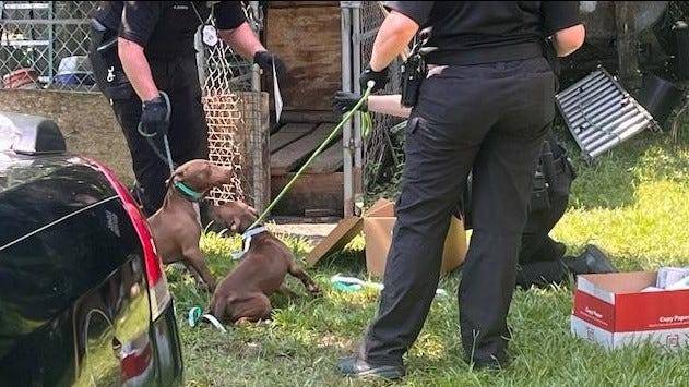The Chatham County Sheriff’s Office rescued 13 dogs from fighting ring