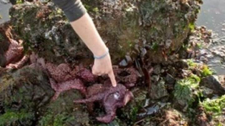 Identificada la bacteria que mató a cerca de 5.000 millones de estrellas de mar en diez años